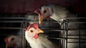 Foto ilustrativa de la nota titulada Gripe Aviar A H5N2: Autoridades de salud descartan riesgo de contagio en México