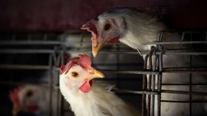 Gripe Aviar A H5N2: Autoridades de salud descartan riesgo de contagio en México