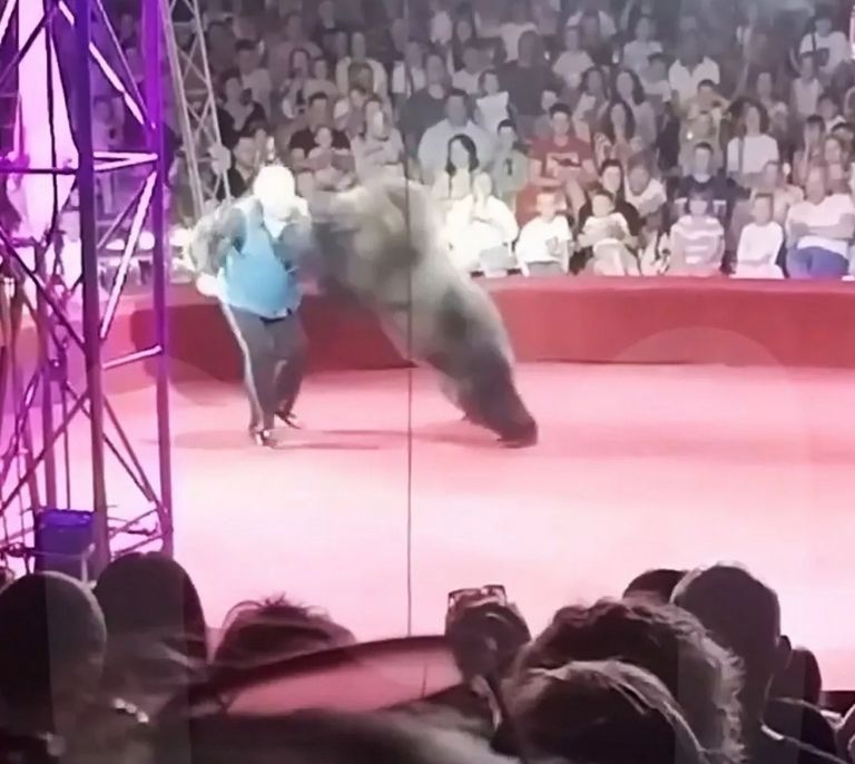 Osa ataca a su entrenador en show de circo