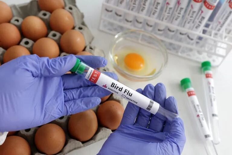 Gripe Aviar A H5N2: Autoridades de Salud Descartan Riesgo de Contagio en México