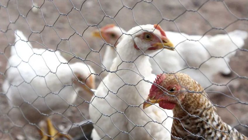 ¿Cuáles son los síntomas de la gripe aviar A(H5N2) y qué tan peligroso es? Aquí te decimos