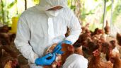Foto ilustrativa de la nota titulada La OMS se retracta; asegura que hombre del Estado de México no murió por gripe aviar