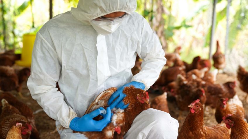 La OMS se retracta; asegura que hombre del Estado de México no murió por gripe aviar