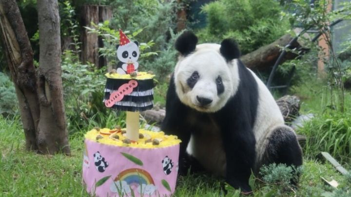 Fiesta en Chapultepec: Xin Xin, la panda gigante cumple 34 años de 'Esperanza'