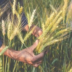 Agricultores avalan reconversión del trigo a la cebada, pero de manera gradual y analizada