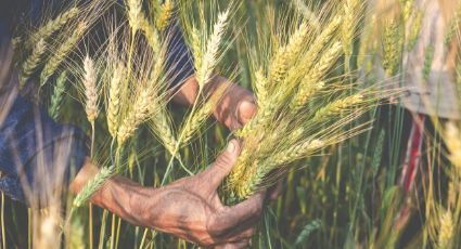 Agricultores avalan reconversión del trigo a la cebada, pero de manera gradual y analizada