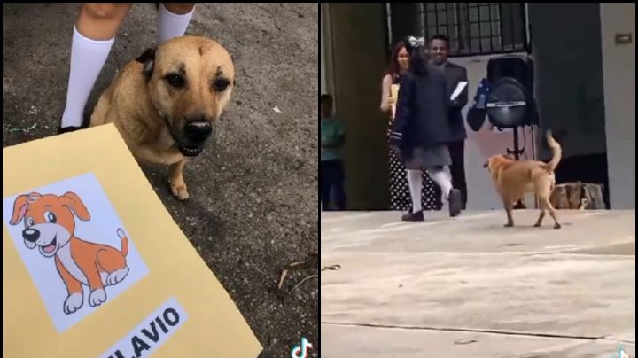 Caso viral: Perrito se gradúa de la Primaria y se vuelve viral en TikTok; así lo celebraron