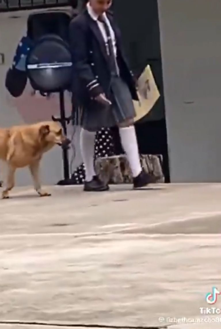 Perrito se gradúa de la primaria y hasta certificado se lleva