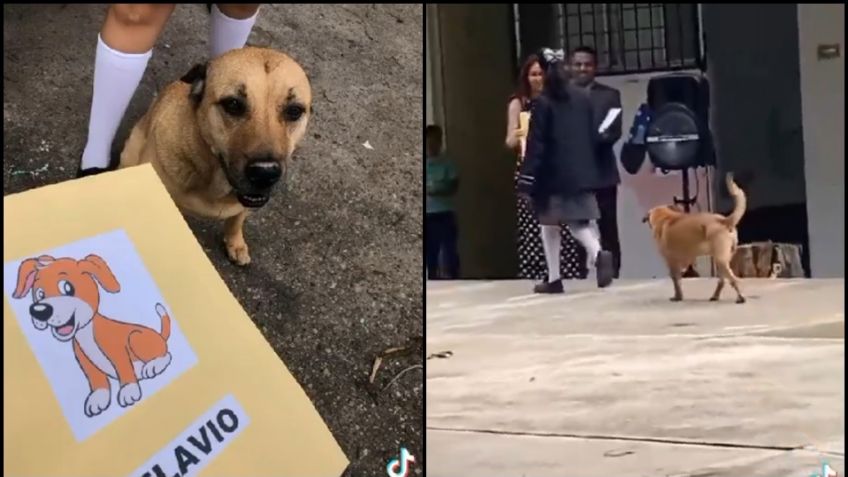 Caso viral: Perrito se gradúa de la Primaria y se vuelve viral en TikTok; así lo celebraron