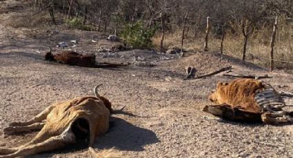 Sequía deja una mortandad del 40 por ciento en el hato ganadero de Álamos