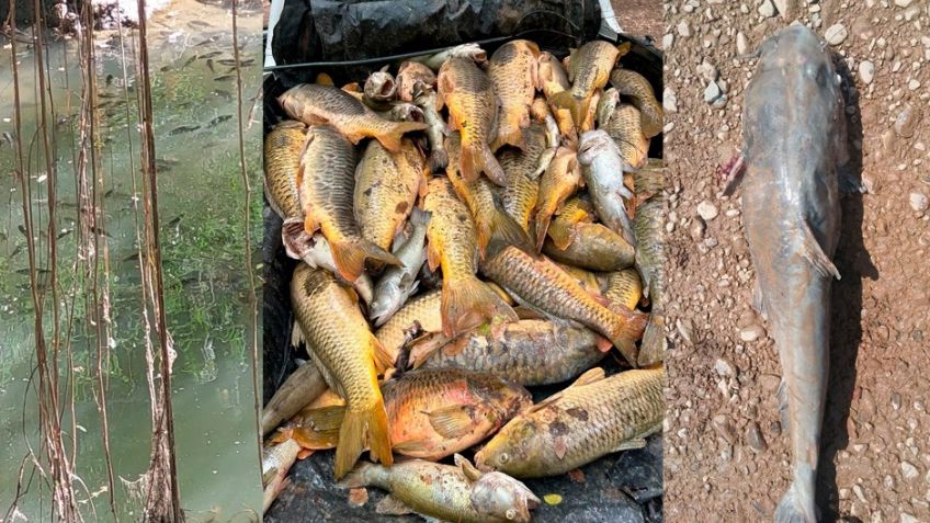 Río Yaqui: Conagua espera resultados de investigación por posible contaminación y mortandad de peces