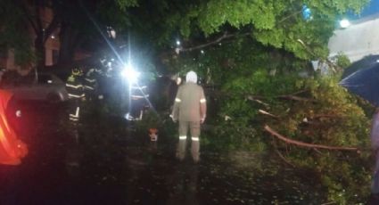 Lluvias en CDMX provocan accidente: Cae árbol sobre cuatro vehículos en la colonia Portales