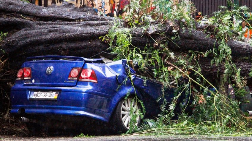 VIDEO: Rescatan a niño atrapado en auto aplastado por árbol en CDMX; su madre falleció