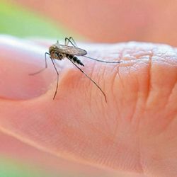 Colonia Constitución denunció la proliferación de moscos en Navojoa