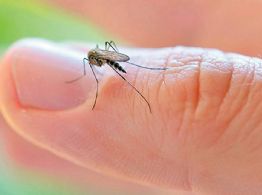 Colonia Constitución denunció la proliferación de moscos en Navojoa