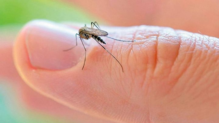 Colonia Constitución denunció la proliferación de moscos en Navojoa