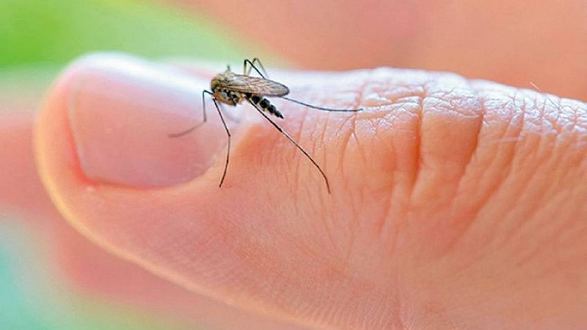 Colonia Constitución denunció la proliferación de moscos en Navojoa