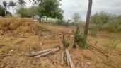 Foto ilustrativa de la nota titulada Fundación ambiental del Valle del Yaqui denuncia tala irregular por personal de CFE