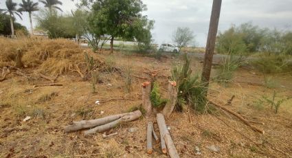 Fundación ambiental del Valle del Yaqui denuncia tala irregular por personal de CFE