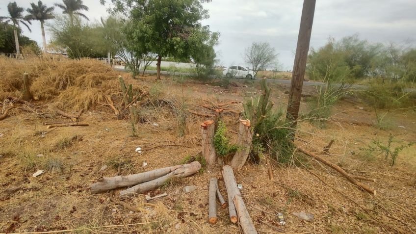 Fundación ambiental del Valle del Yaqui denuncia tala irregular por personal de CFE