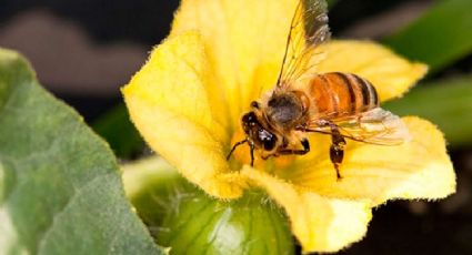 Un zumbido de ayuda: Ausencia de abejas pone en jaque al campo del sur de Sonora