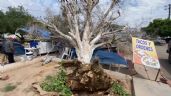 Foto ilustrativa de la nota titulada Ráfaga de viento tumba un árbol y cae sobre un establecimiento de comida en Huatabampo