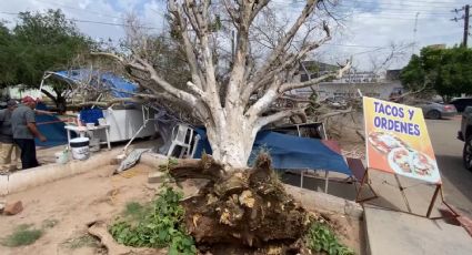 Ráfaga de viento tumba un árbol y cae sobre un establecimiento de comida en Huatabampo