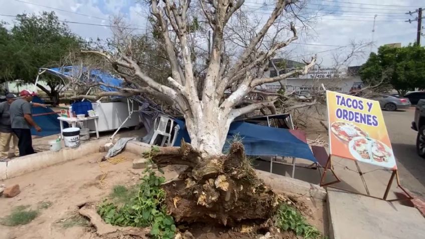Ráfaga de viento tumba un árbol y cae sobre un establecimiento de comida en Huatabampo