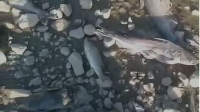 Cajeme: Residentes de Cumuripa denuncian una posible contaminación del Río Yaqui