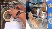 Foto ilustrativa de la nota titulada Perrito se vuelva viral tras ser obligado a pagar sus deudas: "Ya se iba a buró de crédito"