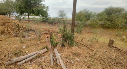 Ciudad Obregón: Ecología Municipal anuncia acuerdos tras daños por la tala de 66 árboles