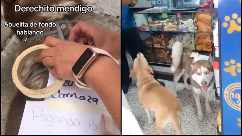 Perrito se vuelva viral tras ser obligado a pagar sus deudas: "Ya se iba a buró de crédito"
