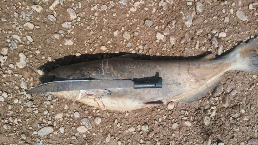 Cajeme: Ayuntamiento expone avances por presunta contaminación en el Río Yaqui