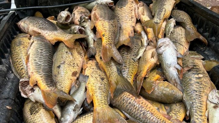No se ha detectado posible fuente de contaminación en Río Yaqui tras muerte masiva de peces