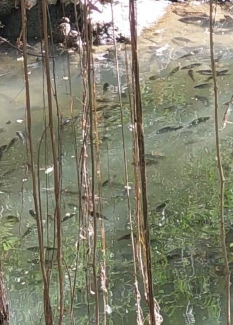 Encuentran cientos de peces muertos en el Río Yaqui