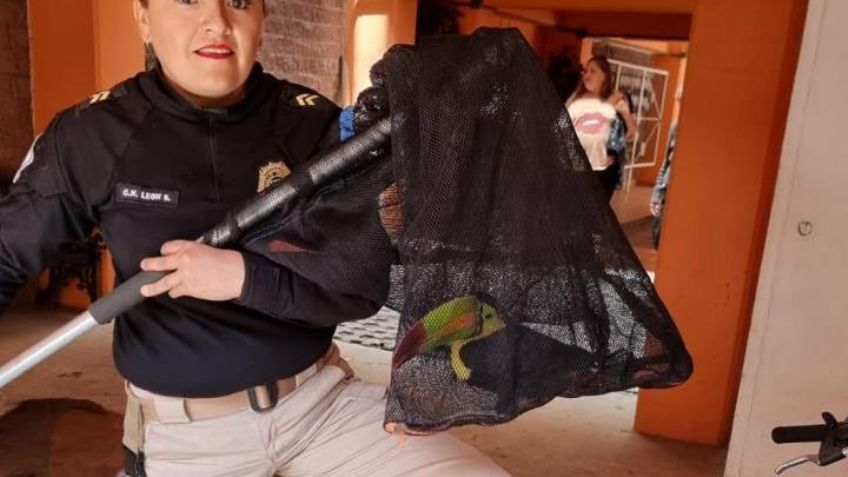 VIDEO: Policías de la CDMX rescatan a tucán en edificio de la Benito Juárez