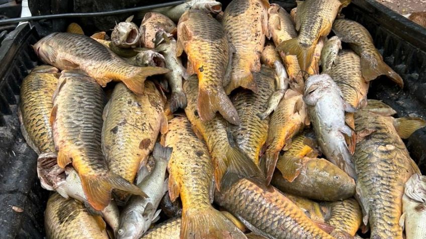 No se ha detectado posible fuente de contaminación en Río Yaqui tras muerte masiva de peces