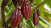 Foto ilustrativa de la nota titulada Día Mundial del Cacao: ¿Por qué se celebra el 7 de julio? Origen de la conmemoración