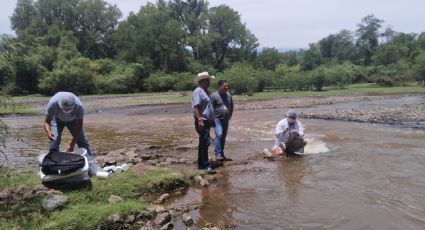 Protección Civil atañe muerte de peces del Río Yaqui a choque térmico; indagatorias siguen