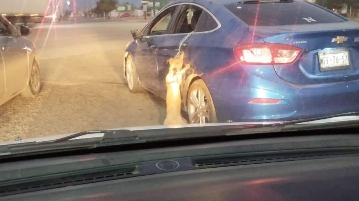 Animalistas denuncian un presunto caso de violencia y crueldad animal en Navojoa