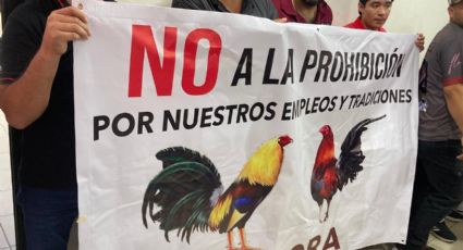 Galleros de Sonora piden no prohibir las peleas; “son una tradición”