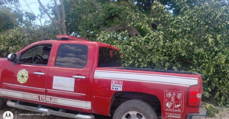 El árbol medía más de 30 metros de altura y se estima que tenía más de 80 años de antigüedad