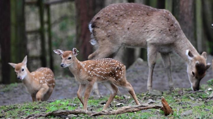 Hermosillo: Debido a venados recién nacidos, piden cerrar acceso del cerro del Bachoco