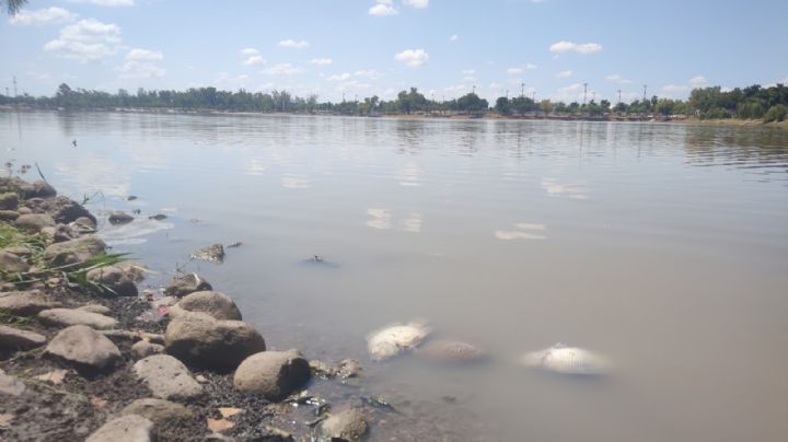 Bajos niveles de agua en laguna del Nainari provocan mortandad de fauna