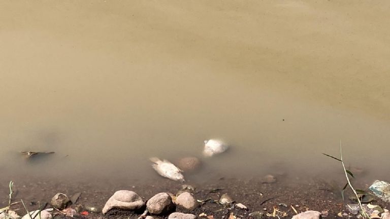 Bajos niveles de agua en laguna del Nainari provocan mortandad de fauna