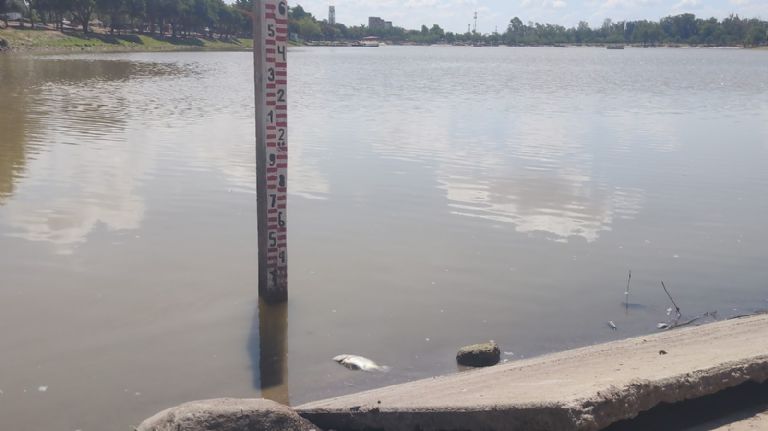 Bajos niveles de agua en laguna del Nainari provocan mortandad de fauna