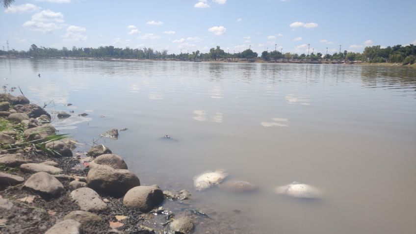 Bajos niveles de agua en laguna del Nainari provocan mortandad de fauna