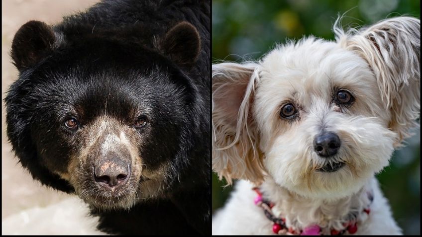 Familia salva a su perrito de un fiero oso que se metió a su hogar; el VIDEO se hace viral