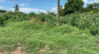 Vecinos de la colonia constitución viven en medio de una ‘jungla’ en Navojoa