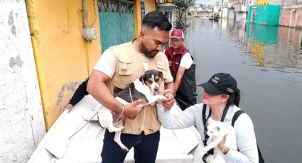 Inundaciones en Chalco: Delfina Gómez rescata a animales afectados ¿y las personas?